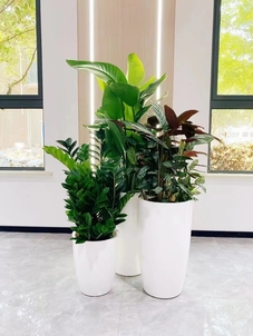 速看！宁波北仑花木租摆价格大揭秘